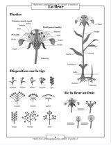 Herbier à remplir - récolter jusqu'à 55 spécimens avec illustrations et termes botaniques - 122 pages Format A4