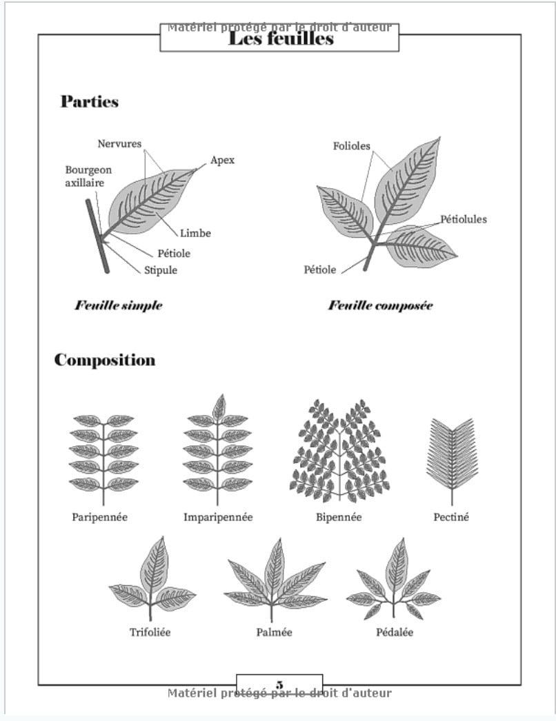 Herbier du botaniste à remplir pour récolter jusqu'à 55 spécimens - 122 pages Format A4