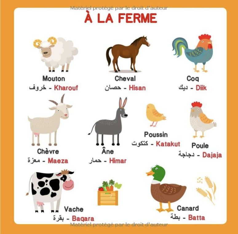 Mon imagier bilingue Français Arabe, 250 mots de la vie de tous les jours apprendre l'arabe pour les enfants