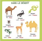 Mon imagier bilingue Français Arabe, 250 mots de la vie de tous les jours apprendre l'arabe pour les enfants