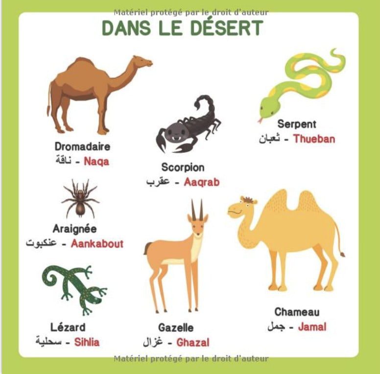 Mon imagier bilingue Français Arabe, 250 mots de la vie de tous les jours apprendre l'arabe pour les enfants