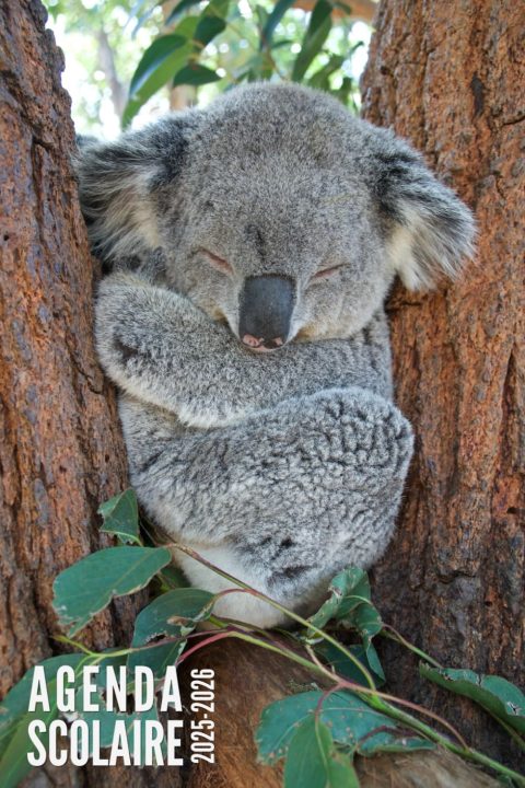 Agenda Scolaire 2025-2026 : Koala - Journalier pour Élèves du Primaire au Lycée, de Septembre 2025 à Juillet 2026