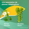 Euphytose Stress Concentration - Complément alimentaire aux plantes adaptogènes pour le mental - 3 mois