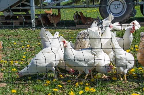 Filet de Volaille Non Électrifié 50m - Hauteur 1.2m - Clôture Invisible pour Jardin et Prairies