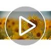Cire d'abeille Bio VEGISHINE 200g : Pure et Naturelle pour Cosmétiques, Bougies & Soins de la Peau