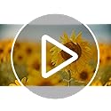 Cire d'abeille Bio VEGISHINE 200g : Pure et Naturelle pour Cosmétiques, Bougies & Soins de la Peau